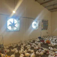 به یک کارگر جهت کار در مرغداری