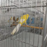 یک عدد جوجه نر رسمی بلند شاخص