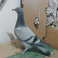 جوجه مسافتی نژادمولر