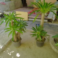 نخل ماداگاسکار