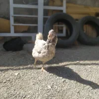 ۴عدد مرغ مولد گلین