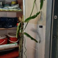 نهال دراگون فروت|گل و گیاه طبیعی|مشهد, رضاشهر|دیوار