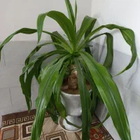 گل سوسن بزرگ 8ساله