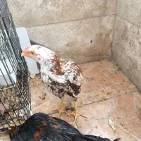 سلام.خروس لاری اصل و نسب دار ۸ماهه