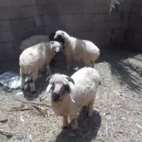 چهار تابره نرفروشی در روستا ی شهید چمن