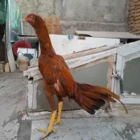 خروس لاری