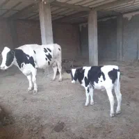 گوساله نر|حیوانات مزرعه|سیوان, |دیوار