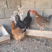 مرغ تخم گذار