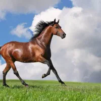 نریون دوسر وارداتی اسب