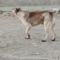 سگ گله