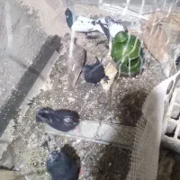 7عدد کفتر رنگی