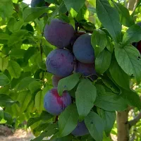 هرس درخت|خدمات باغبانی و درختکاری|خرمآباد, |دیوار