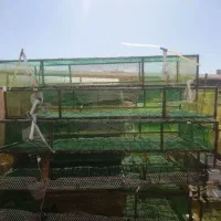 قفس کبک و بلدرچین