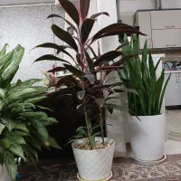 ۳ عدد گل طبیعی