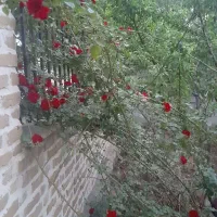 فروش/تهاتر باغچه ۱۸۰۰ متری چسبیده به شهر هشتگرد