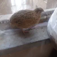 4 عدد بلدرچین نر
