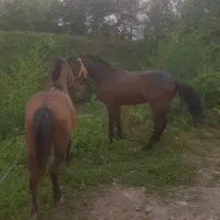 نریان ۵سال