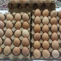 تخم مرغ محلی رسمی زرده طلا تازه و طبیعی قم