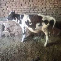 گوساله ماده