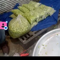 باقالی پاک شده سبز سبز