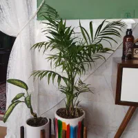 گل شامادورا