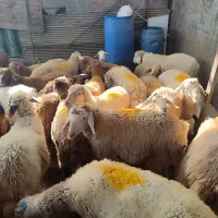 گوسفند زنده .رباط کریم .نسیم‌شهر ..پرندگلستان|حیوانات مزرعه|رباط‌کریم, رباط‌کریم|دیوار