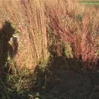 جارو محلی درجه یک