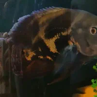 ماهی اسکار|ماهی|تربتحیدریه, شهرک ولیعصر|دیوار