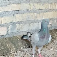 شادگان