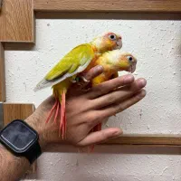 جوجه های گرینچیک سرلاکی تا دانه خور