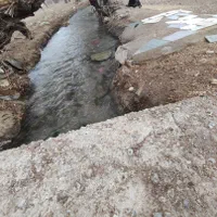 گاوداری دامداری|فروش دفتر صنعتی، کشاورزی، تجاری|شهرضا, |دیوار