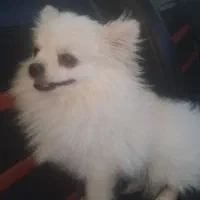 سگ پاپی پامرانین