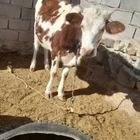 گاوفروشی|حیوانات مزرعه|اسفندقه, |دیوار