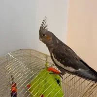 عروس هلندی محدوده بلوار گمشده