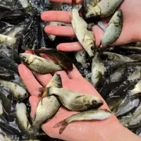 فروش عمده وجزیی انواع بچه ماهی کپور /آمور/ فیتوفاک