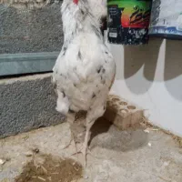 ۲عددخروس گلین اصل فول کفیت براق|حیوانات مزرعه|جوانرود, |دیوار