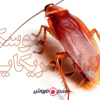 سمپاشی ساس سم پاشی سوسک