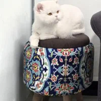 فروش گربه پرشین کلاسیک سفید (عقیم شده)