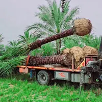 هورماک نخل خورماک پالم مچ ماو موگ مغ