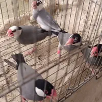 نرگسی|پرنده|سراوان, |دیوار