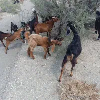 چندتا بز ومیش فروشی|حیوانات مزرعه|قصرقند, |دیوار