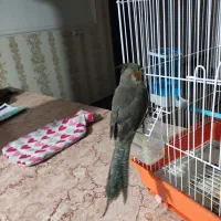 عروس هلندی|پرنده|خرمشهر, |دیوار