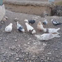 کبوتر|پرنده|بافت, |دیوار