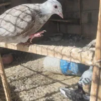 کبوتر