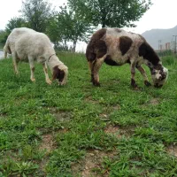 دو عدد میش پلنگی دوقلوزا درجه یک