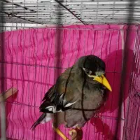 مرغ مینا سخنگو سالم و سلامت|پرنده|رباطکریم, نصیرشهر|دیوار