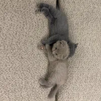 بچه گربه اسکاتیش دبل فولد|گربه|کرج, فاز ۱ مهرشهر|دیوار