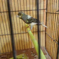 کفتر قناری اماده دانه ۸۰۰