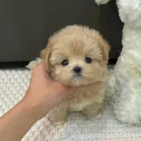 تدی|سگ|بندرعباس, |دیوار