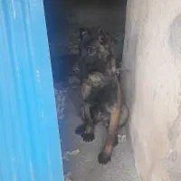 سگ مالینیوز اصیل دست آموز